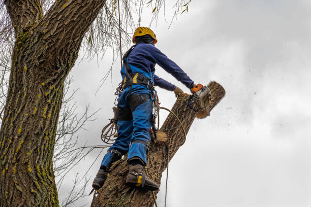 Best Tree Clearing Services  in Hemphill, TX